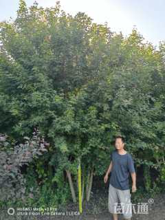 高度400厘米丛生元宝枫