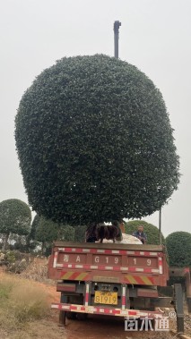 18公分桂花