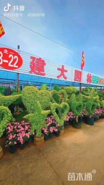 高度45厘米狐尾天门冬