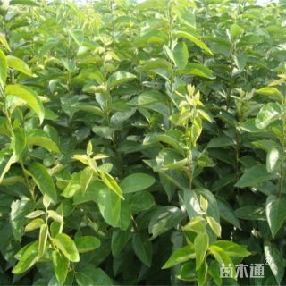 高度120厘米梨树小苗