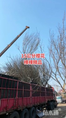 16公分樱花