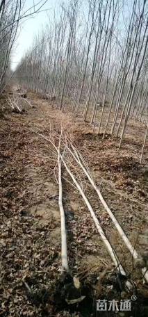 4公分美国红枫-秋火焰