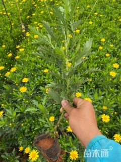 高度20厘米木春菊