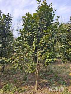 高度200厘米茶花