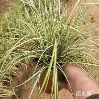 高度35厘米金叶苔草