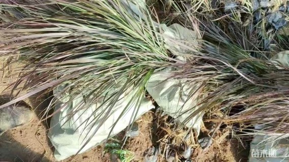 高度60厘米紫叶狼尾草