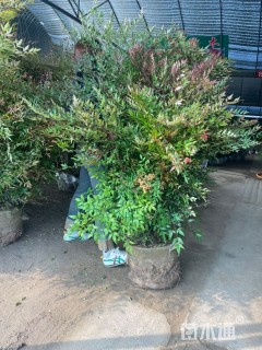 高度45厘米南天竹小苗