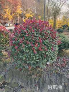 冠幅120厘米红叶石楠球