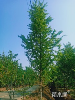 25公分银杏