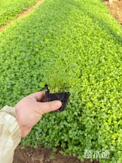 高度10厘米五叶委陵菜