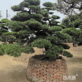 22公分造型黑松