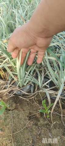 高度20厘米银边麦冬