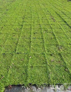 高度5厘米姬岩垂草