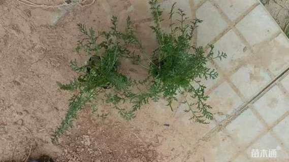高度10厘米蓍草