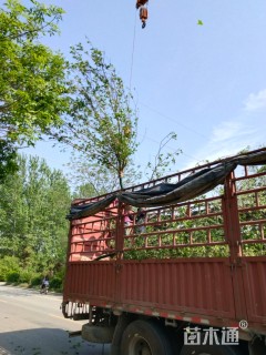 高度200厘米蜡梅