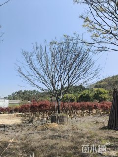 25公分榉树