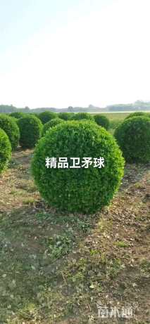 6公分高杆卫矛球