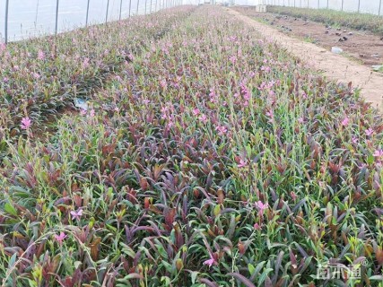 高度10厘米红花山桃草