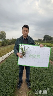 高度15厘米麦冬