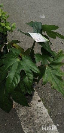 高度350厘米八角金盘