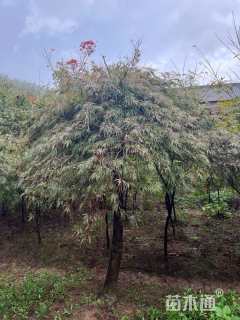 高度250厘米羽毛枫