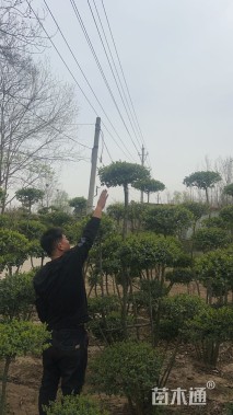 4公分造型小叶女贞