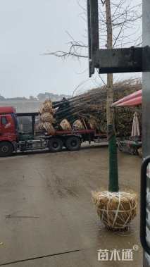 10公分红叶石楠