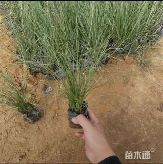 高度18厘米粉黛乱子草