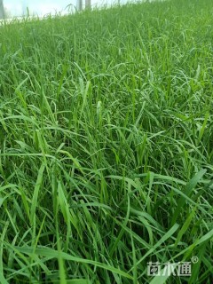 高度20厘米芦苇