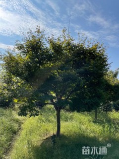 13公分中国红枫