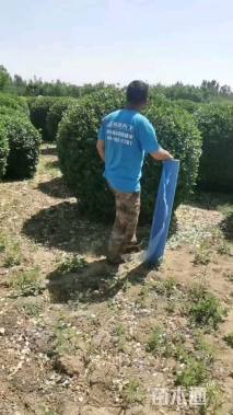 冠幅180厘米卫矛球