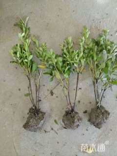 高度30厘米杜鹃