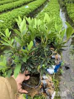 高度15厘米毛鹃