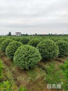 高度150厘米水蜡球