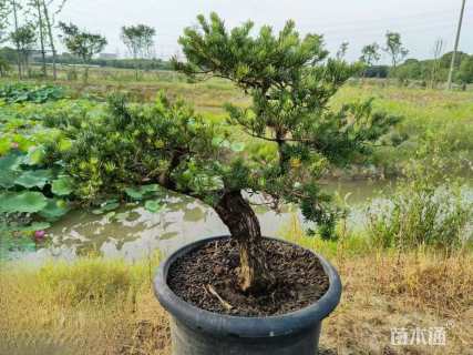 容器苗造型罗汉松