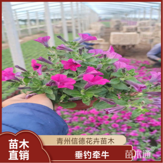 高度20厘米垂钓牵牛