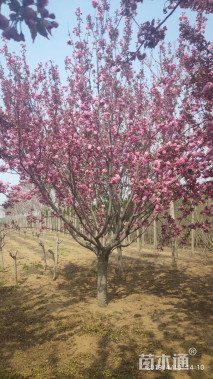 20公分樱花