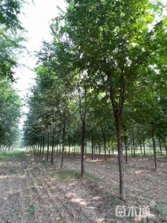 15公分榆树