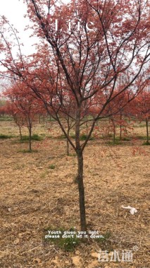 高度200厘米日本红枫-红舞姬