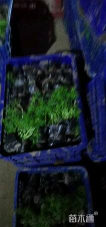 高度10厘米波斯菊