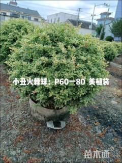 高度60厘米小丑火棘球