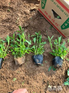 高度15厘米柳叶马鞭草