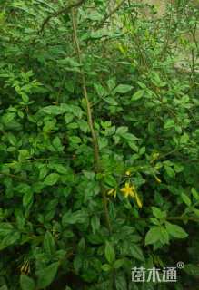 高度40厘米云南黄馨