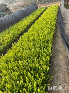 高度30厘米排骨草