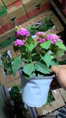 冠幅30厘米五色梅