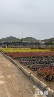 高度30厘米金森女贞