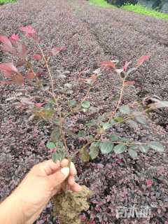高度30厘米红花继木