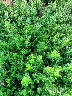 高度40厘米豆瓣黄杨