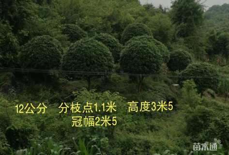 10公分桂花