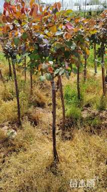 高度160厘米高杆月季